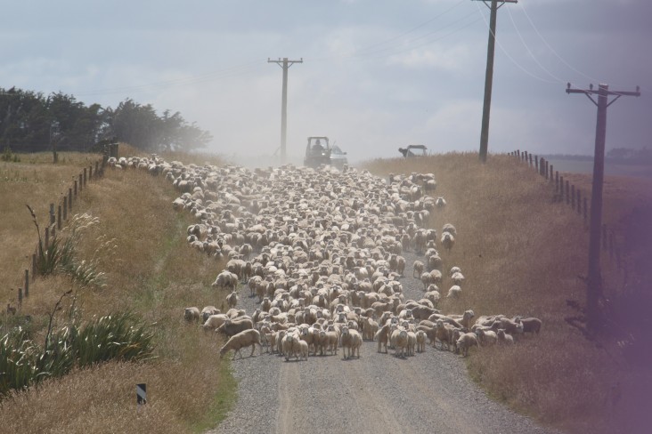 Sheep on the road 